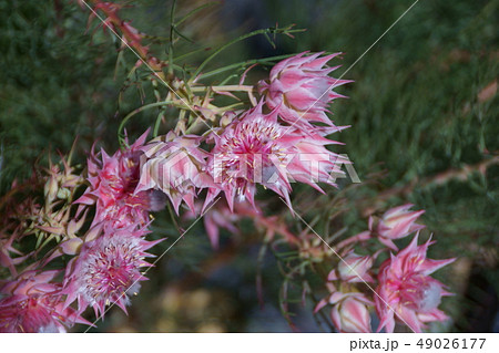 セルリアプリティピンク 花言葉は 可憐な心 の写真素材