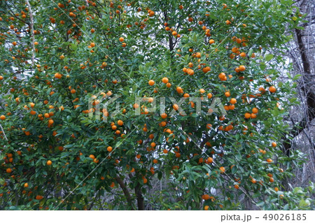 姫蜜柑　とてもかわいい実 49026185