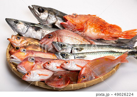 魚 色々 魚 色々 49026224