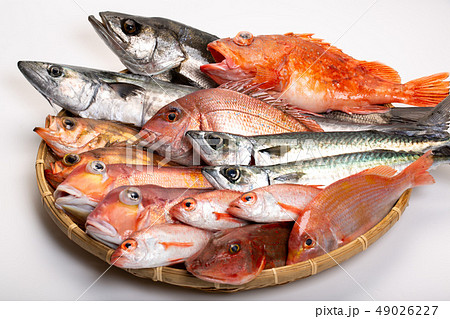 魚　色々 49026227