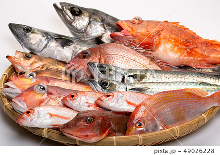 魚 色々 魚 色々 49026228