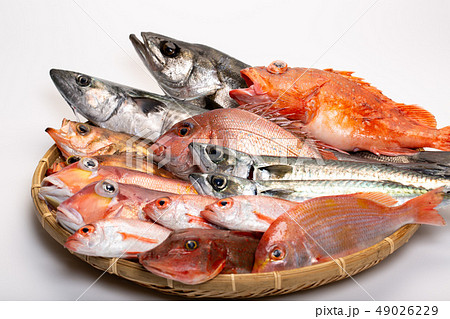 魚　色々 49026229