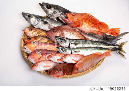 魚　色々 49026235