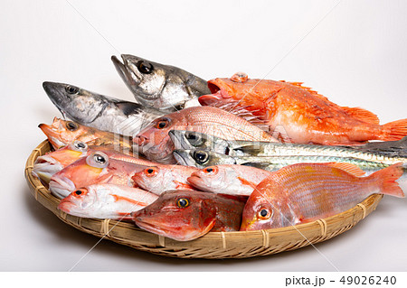 魚　色々 49026240