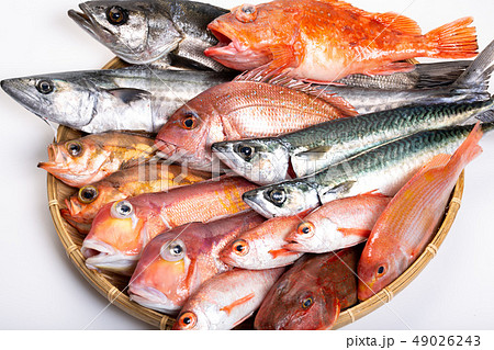 魚　色々 49026243