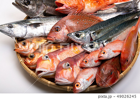 魚　色々 49026245