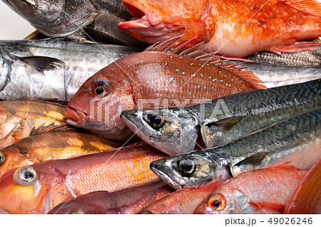 魚　色々 49026246