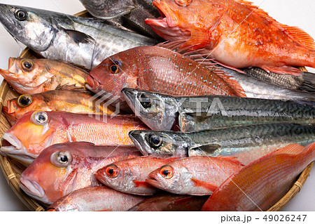 魚　色々 49026247