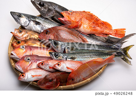 魚 色々 魚 色々 49026248