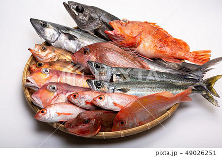 魚　色々 49026251