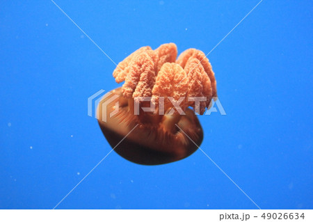 クラゲ 49026634