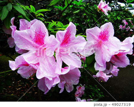 花 フラワー お花 49027319