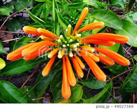 花 フラワー お花 49027366