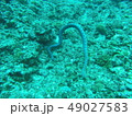 ウミヘビとダイビング 49027583