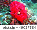 綺麗な卵 49027584