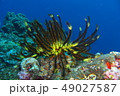 海の生物 49027587