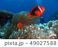 海の夫婦 49027588