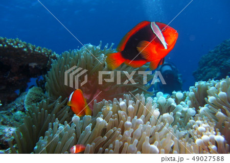 海の夫婦 海の夫婦 49027588