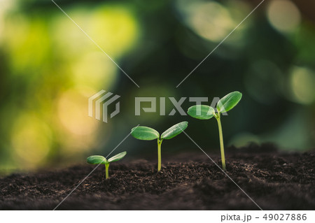 Growth Trees concept in the nature morning light a 49027886