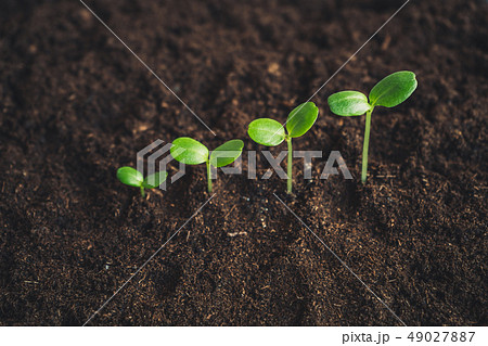 Growth Trees concept in the nature morning light a 49027887