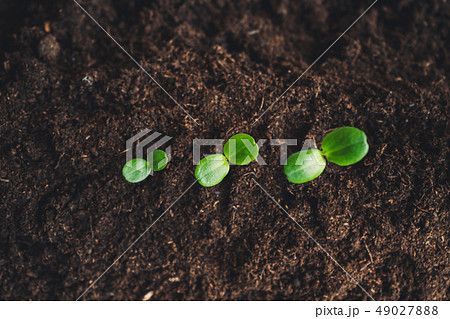 Growth Trees concept in the nature morning light a 49027888