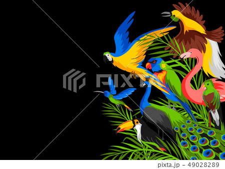 Background with tropical exotic birds. 49028289