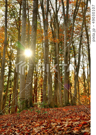 美人林（新潟県） 49030107