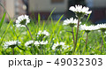 Daisy is first day of spring look like a moon. 49032303