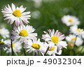 Daisy is first day of spring look like a moon. 49032304