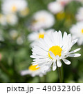 Daisy is first day of spring look like a moon. 49032306
