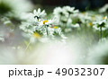 Daisy is first day of spring look like a moon. 49032307
