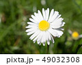 Daisy is first day of spring look like a moon. 49032308