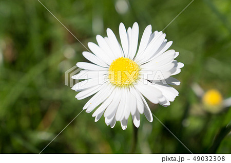 Daisy is first day of spring look like a moon. 49032308