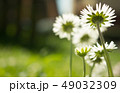 Daisy is first day of spring look like a moon. 49032309