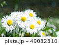 Daisy is first day of spring look like a moon. 49032310