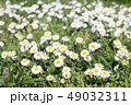 Daisy is first day of spring look like a moon. 49032311