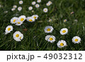 Daisy is first day of spring look like a moon. 49032312