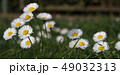 Daisy is first day of spring look like a moon. 49032313