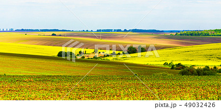 Blooming colza flowers. Panoramic view of rural Blooming colza flowers. Panoramic view of rural 49032426