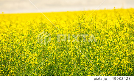 Colza flowers in spring. Yellow and green rapeseed Colza flowers in spring. Yellow and green rapeseed 49032428