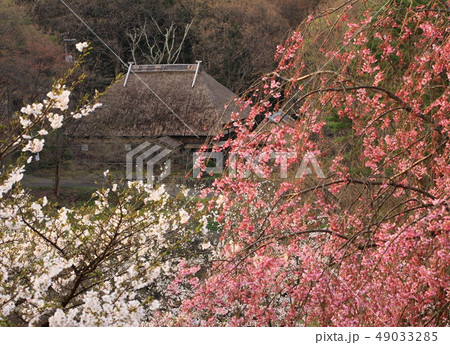 春のみちのく民俗村 49033285