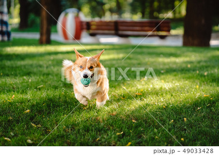 Welsh corgi enjoy his toy on the lawn 49033428