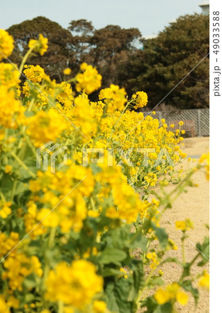 千葉と言えば菜の花 49033588