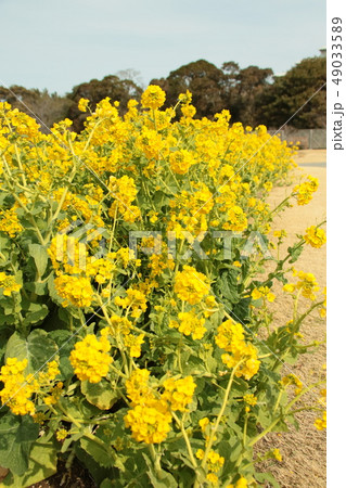 千葉と言えば菜の花 千葉と言えば菜の花 49033589