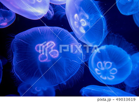 海きらら　くらげ 49033619