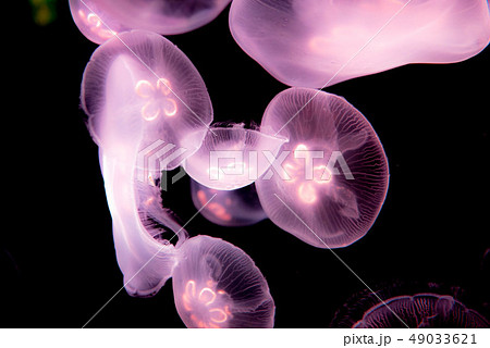 海きらら くらげの写真素材