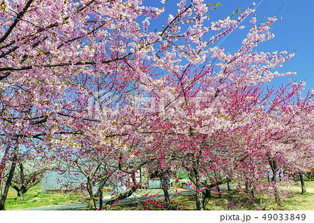 寒緋桜と河津桜 49033849