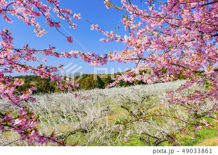 河津桜と白梅林３ 49033861