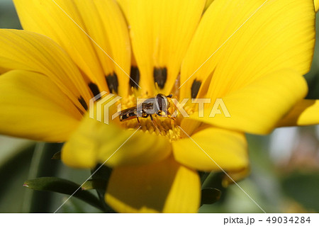 フタホシヒラタアブと花 49034284