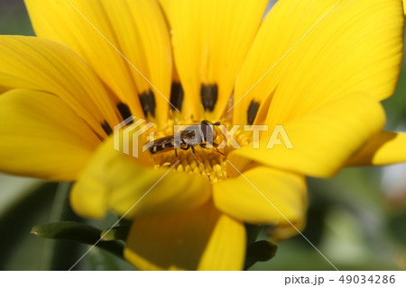 フタホシヒラタアブ 昆虫 ハエ目 ハナアブ科 自然 動物 生物 生き物 かわいい 虫 植物 アブ 黄の写真素材